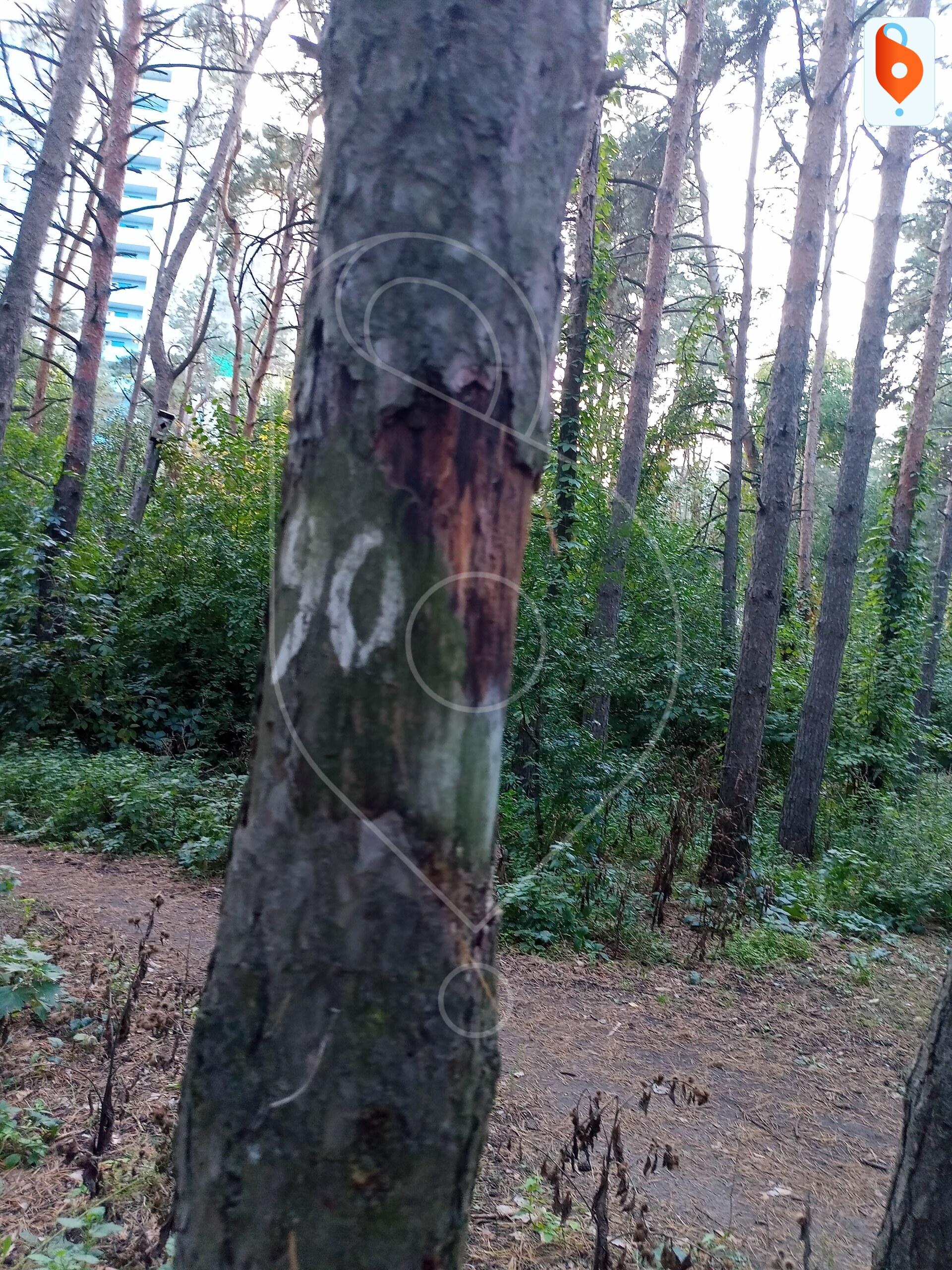 Воронежцы обеспокоены состоянием Северного леса